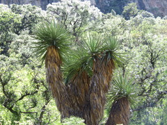 Yucca jaliscensis