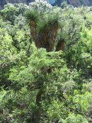 Yucca jaliscensis
