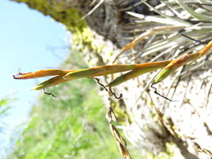 Tillandsia fresnilloensis