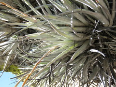 Tillandsia fresnilloensis