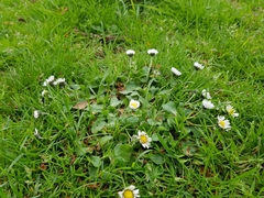Bellis perennis