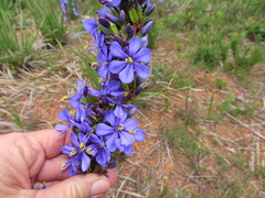 Aristea capitata