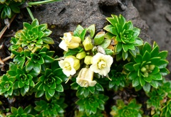 Eudema nubigena