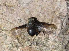 Esenbeckia