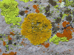 Candelina submexicana