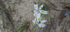 Moraea macrocarpa