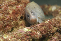 Rypticus saponaceus