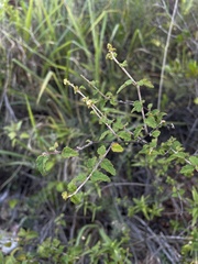 Croton betulinus