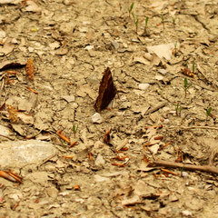 Nymphalis