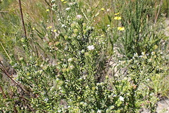 Phylica purpurea