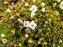 Arenaria dicranoides