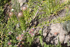 Phylica purpurea