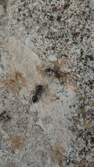 Crematogaster auberti