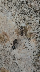 Crematogaster auberti