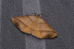 Systatica xanthastis