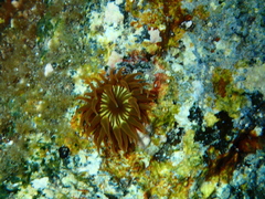 Anemonia sargassensis