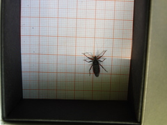 Rhynocoris annulatus