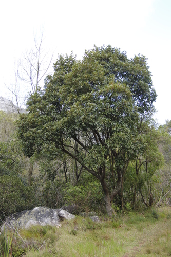 Butterspoon Tree