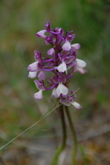 Anacamptis × alata