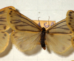 Setina