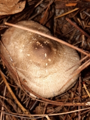 Agaricus pocillator