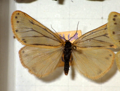 Setina
