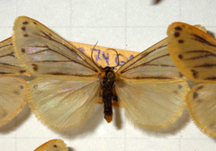 Setina