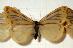 Setina