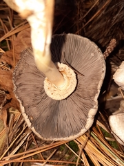 Agaricus pocillator