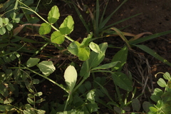 Pisum sativum sativum