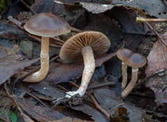 Meottomyces dissimulans