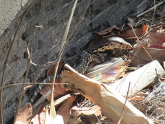 Varanus salvator bivittatus