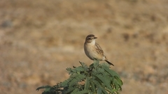 Saxicola macrorhynchus
