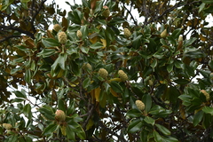 Magnolia grandiflora
