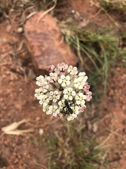 Asclepias fallax