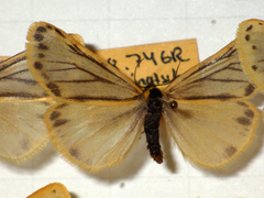 Setina