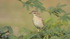 Saxicola macrorhynchus