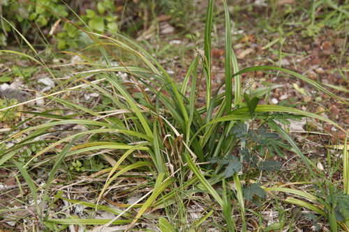 Carex aethiopica (Carex aethiopica)