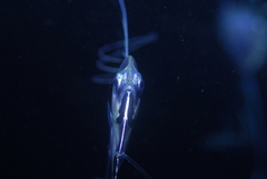 Alectis ciliaris