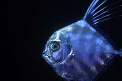 Alectis ciliaris