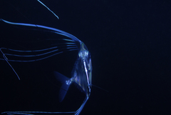 Alectis ciliaris
