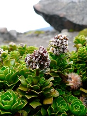 Valeriana alypifolia