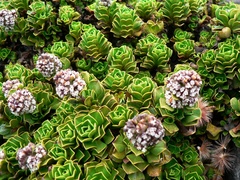 Valeriana alypifolia