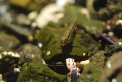 Bathygobius casamancus