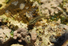Bathygobius casamancus