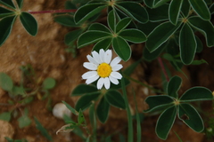 Anthemis chia