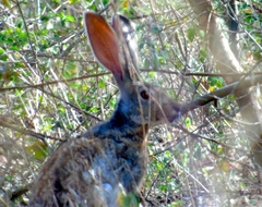 Lepus alleni