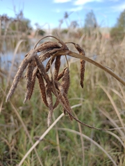 Bolboschoenus glaucus