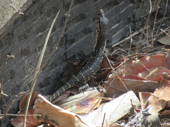 Varanus salvator bivittatus