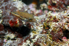 Canthigaster capistrata